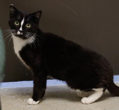 Enlarge Checkers, a Adoptable mixed breed in Baraboo, WI image 2/3