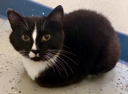 Enlarge Checkers, a Adoptable mixed breed in Baraboo, WI image 3/3