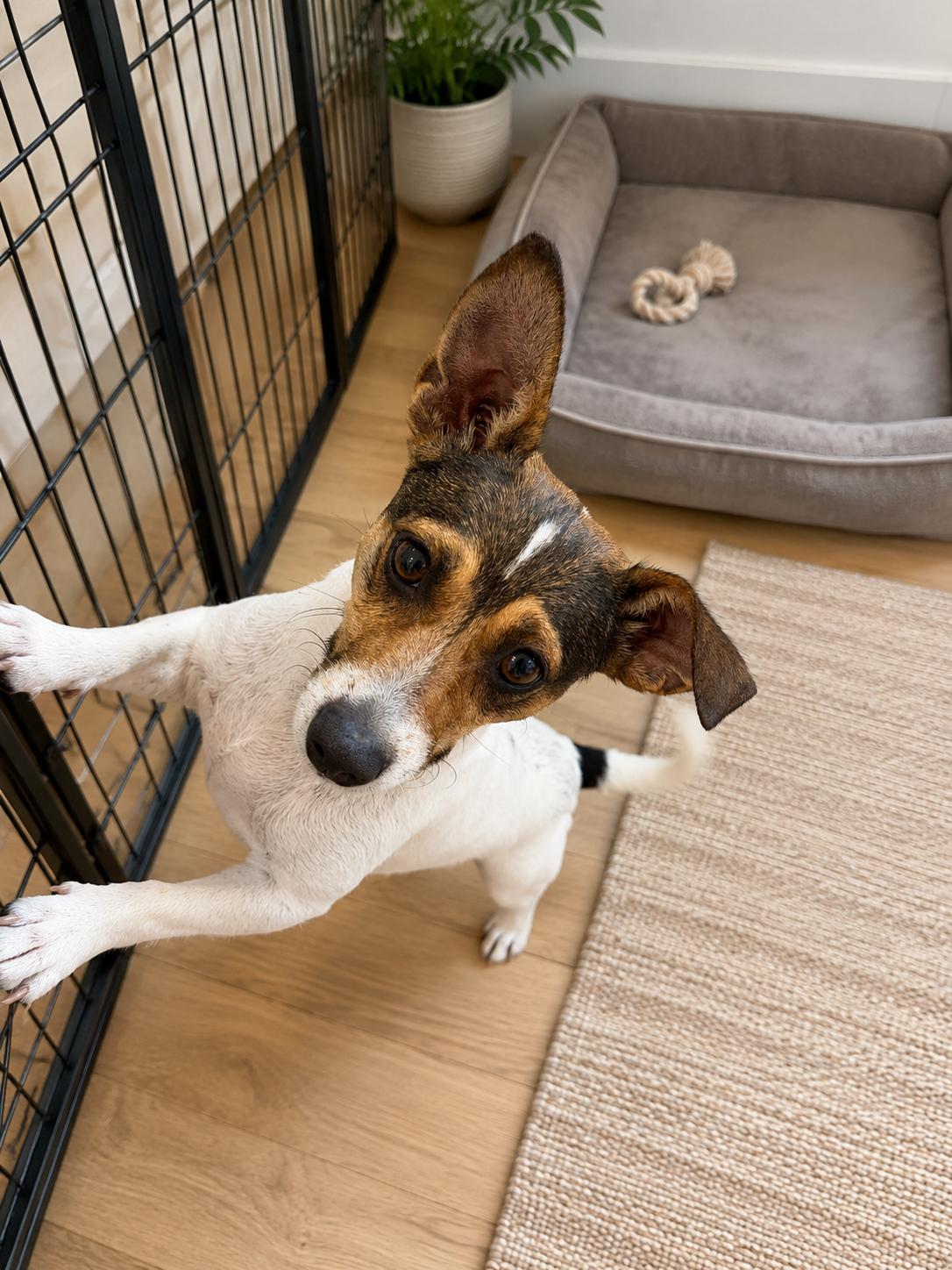 Baby D, an adopted Jack Russell Terrier in Lodi, CA image 4/5