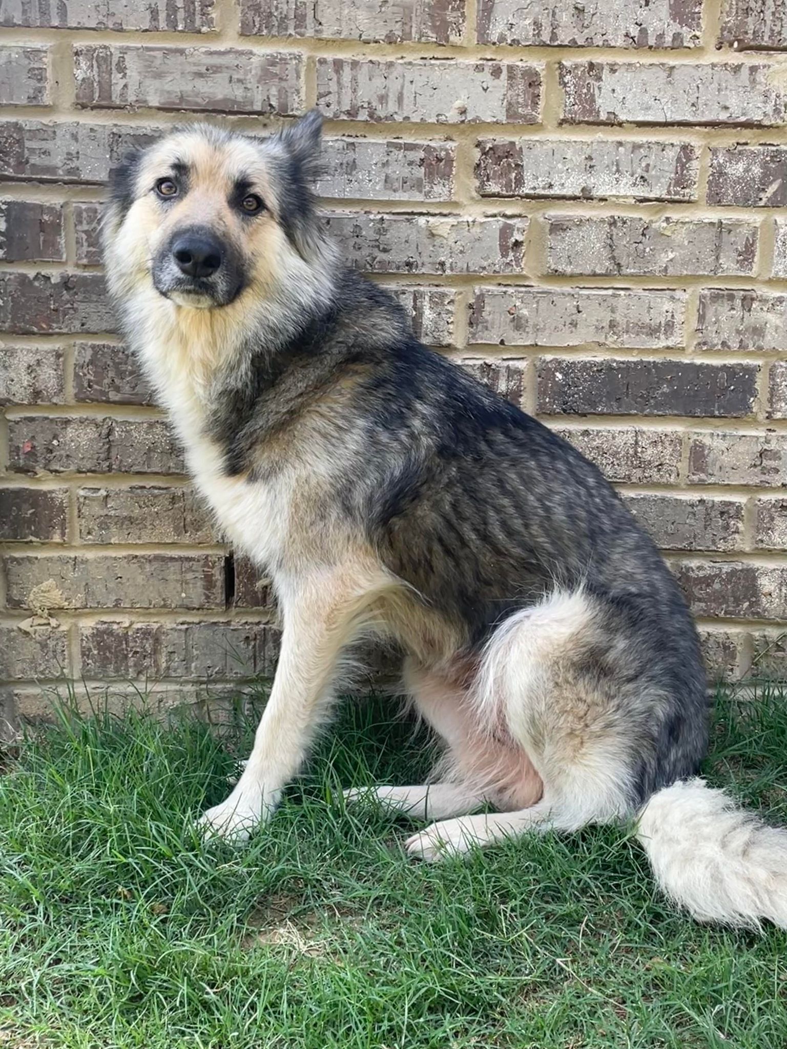 Tiana, a Adopted German Shepherd Dog in Memphis, TN image 1/12