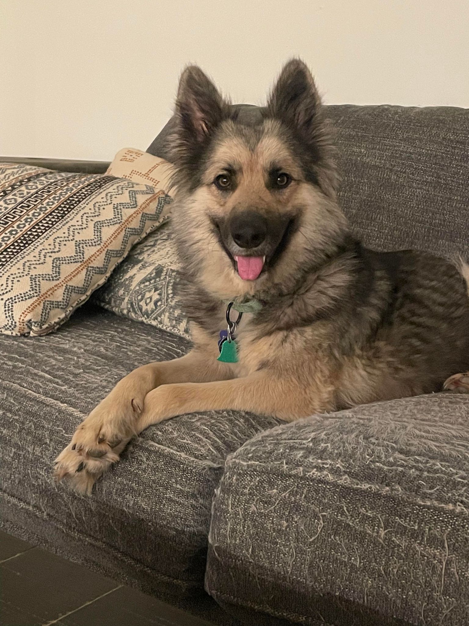 Tiana, a Adopted German Shepherd Dog in Memphis, TN image 2/12