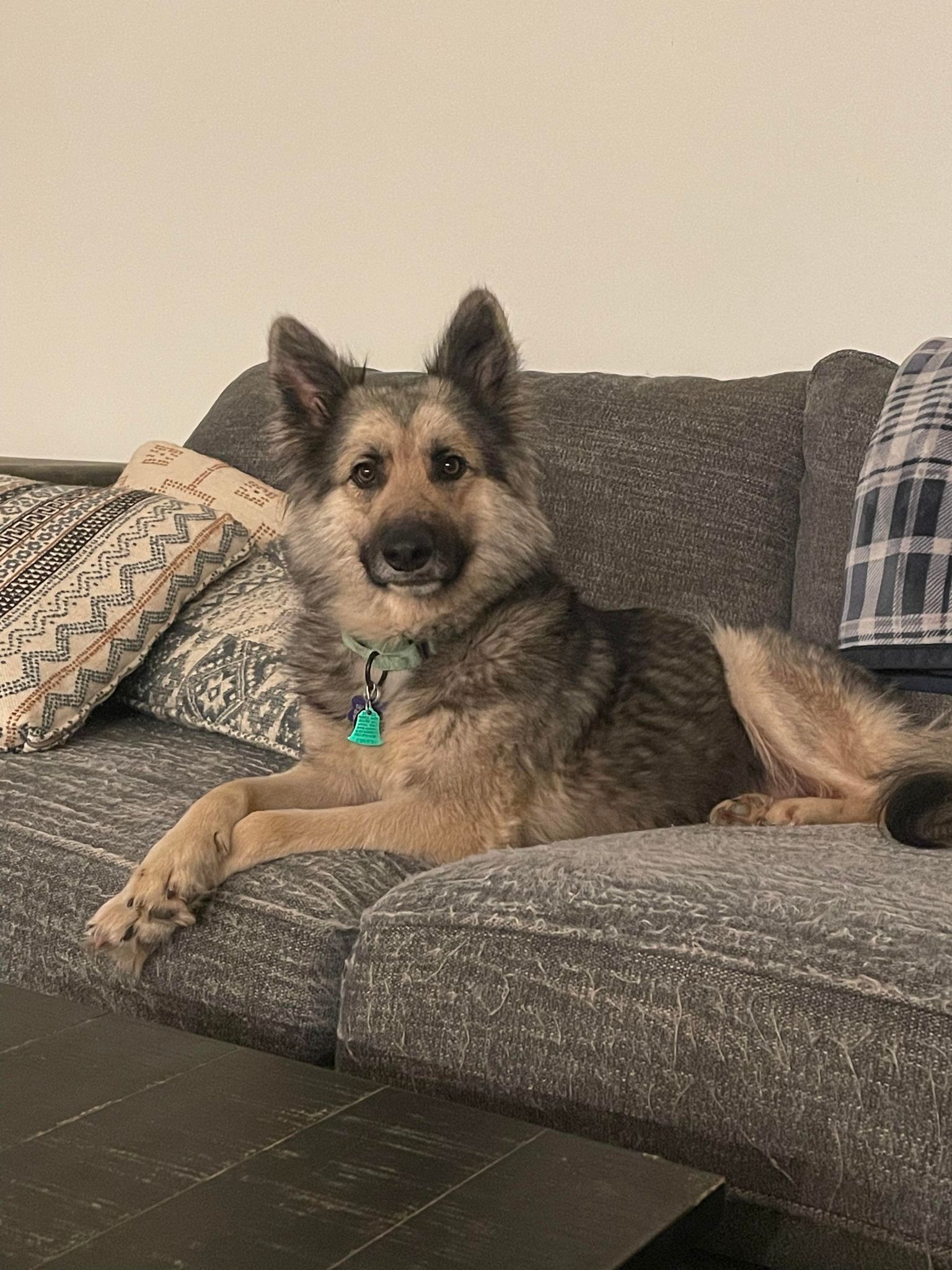 Tiana, a Adopted German Shepherd Dog in Memphis, TN image 3/12