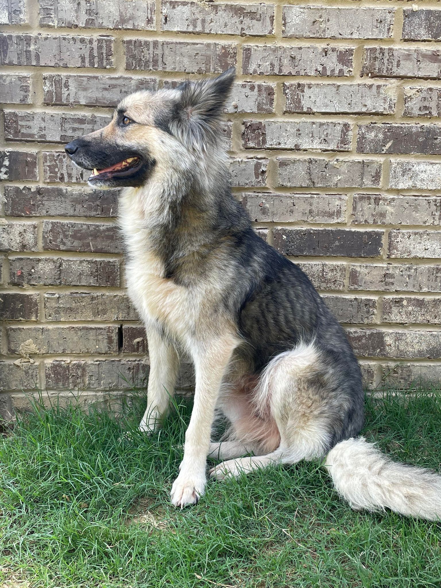 Tiana, a Adopted German Shepherd Dog in Memphis, TN image 4/12