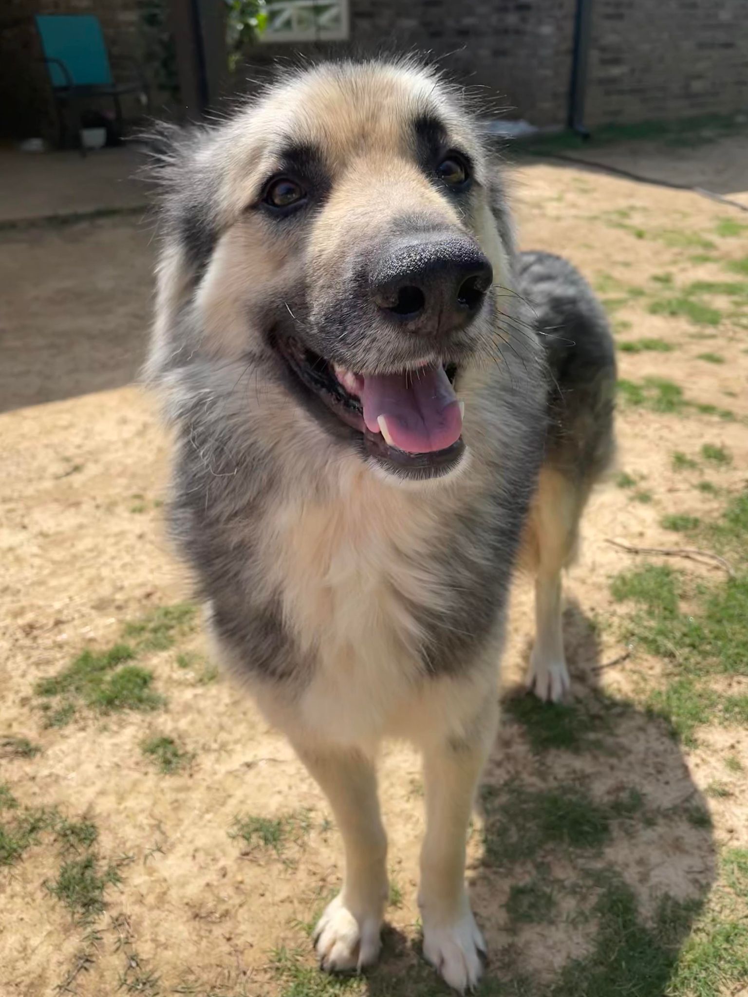 Tiana, a Adopted German Shepherd Dog in Memphis, TN image 5/12
