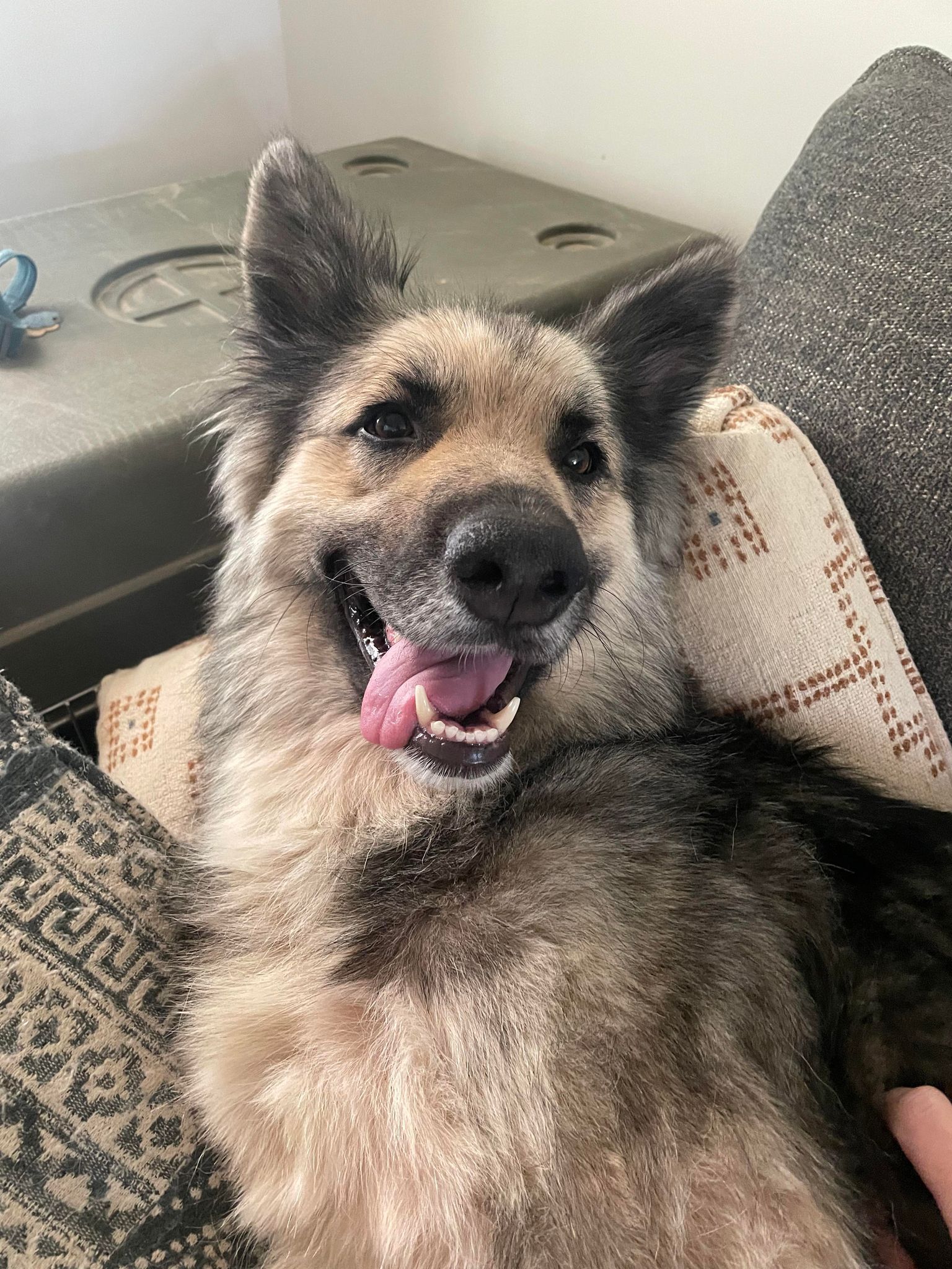 Tiana, a Adopted German Shepherd Dog in Memphis, TN image 6/12