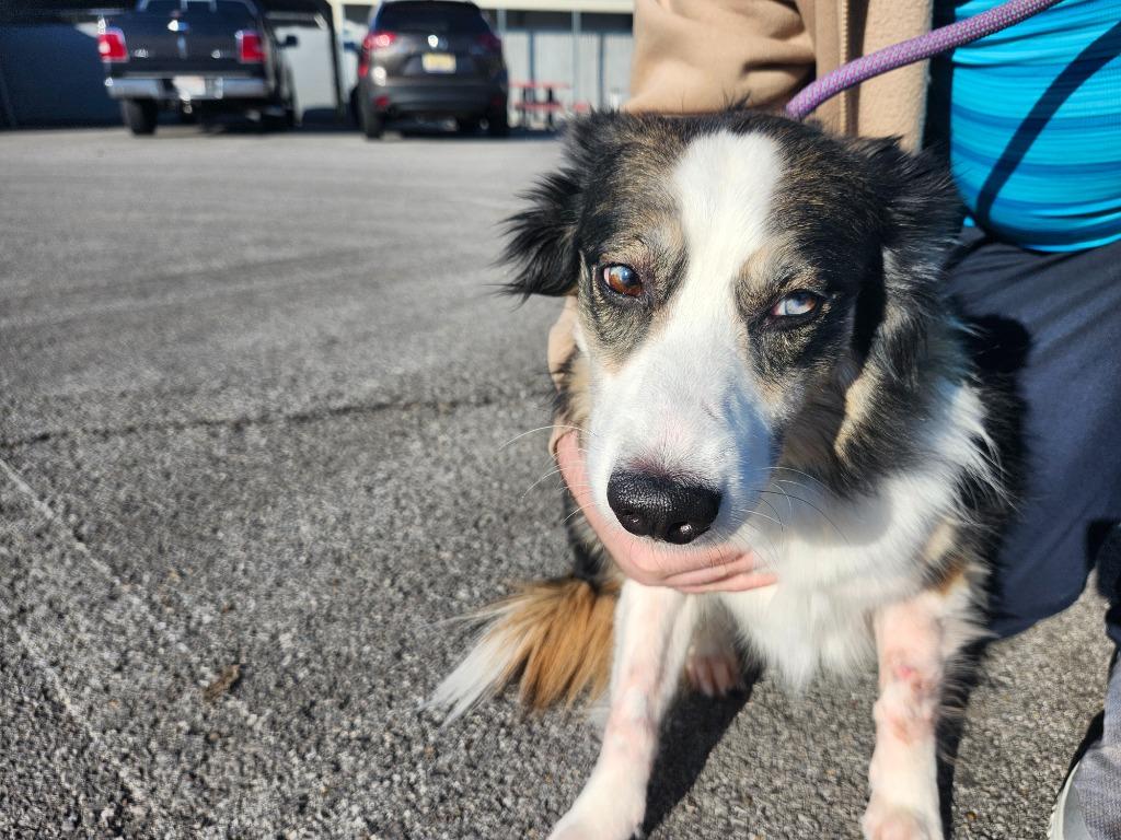 Enlarge BUFFY, a Adoptable mixed breed in Athens, AL image 1/1