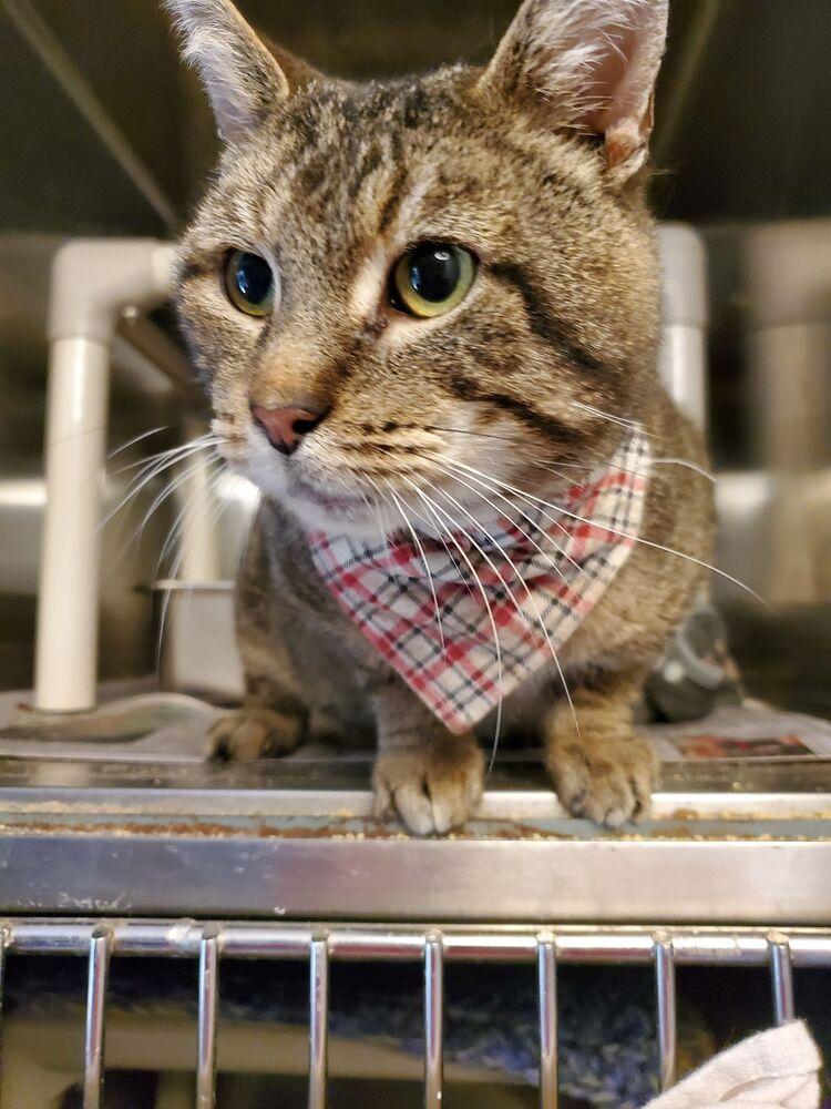 Enlarge Chuck, a Adoptable mixed breed in Wheaton, IL image 2/2