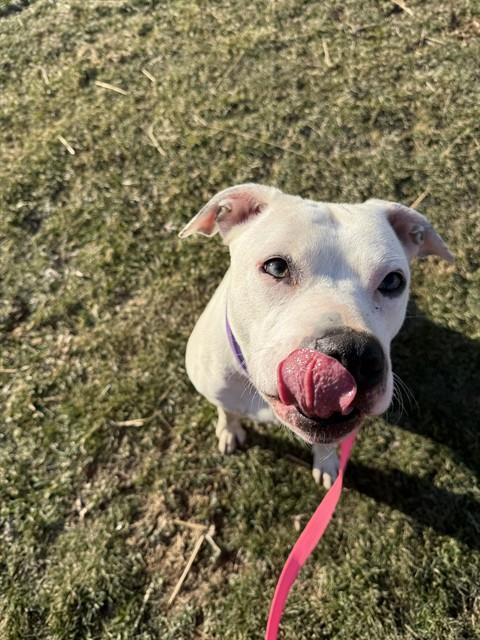 MARGARET, Adoptable, Adult Female Dogo Argentino & Pit Bull Terrier.