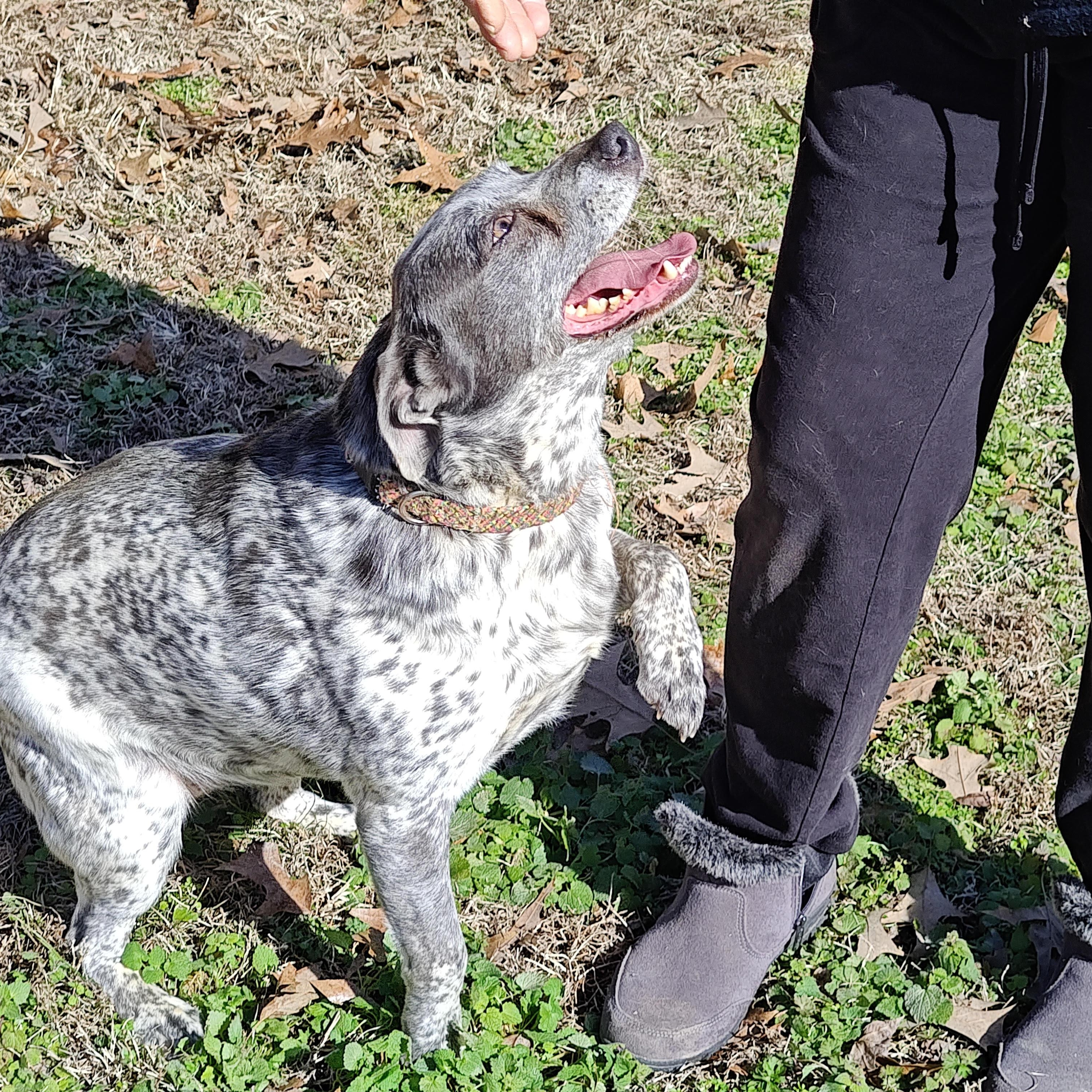 Enlarge Pepper, a Adoptable mixed breed in Medfield, MA image 4/6