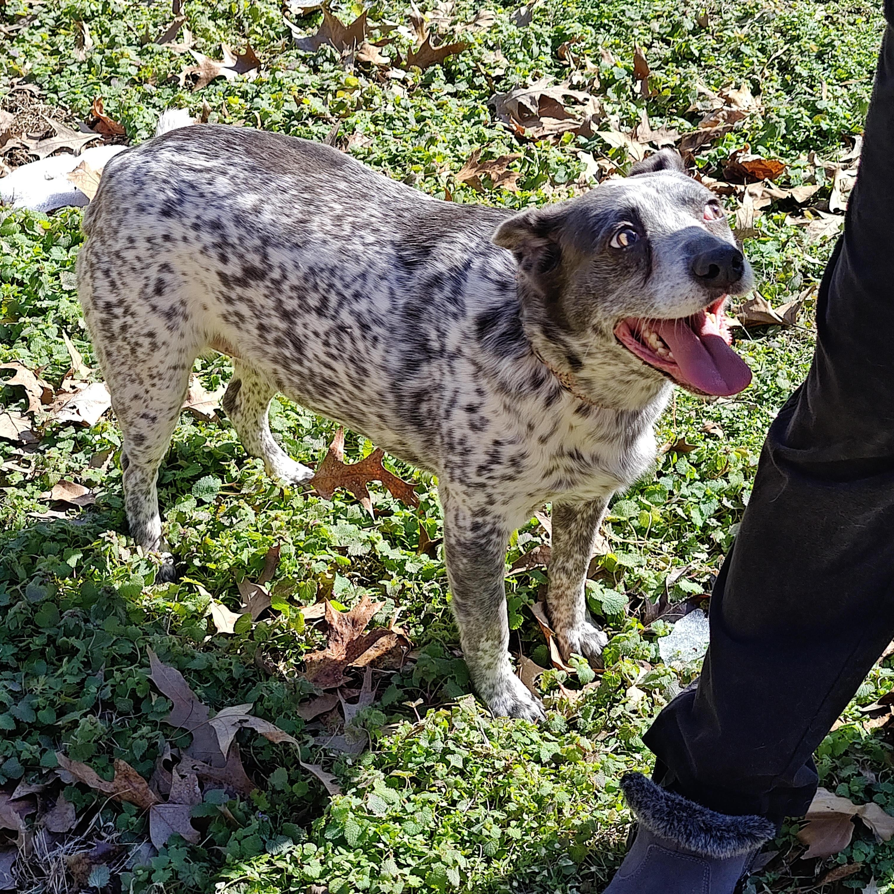Enlarge Pepper, a Adoptable mixed breed in Medfield, MA image 5/6