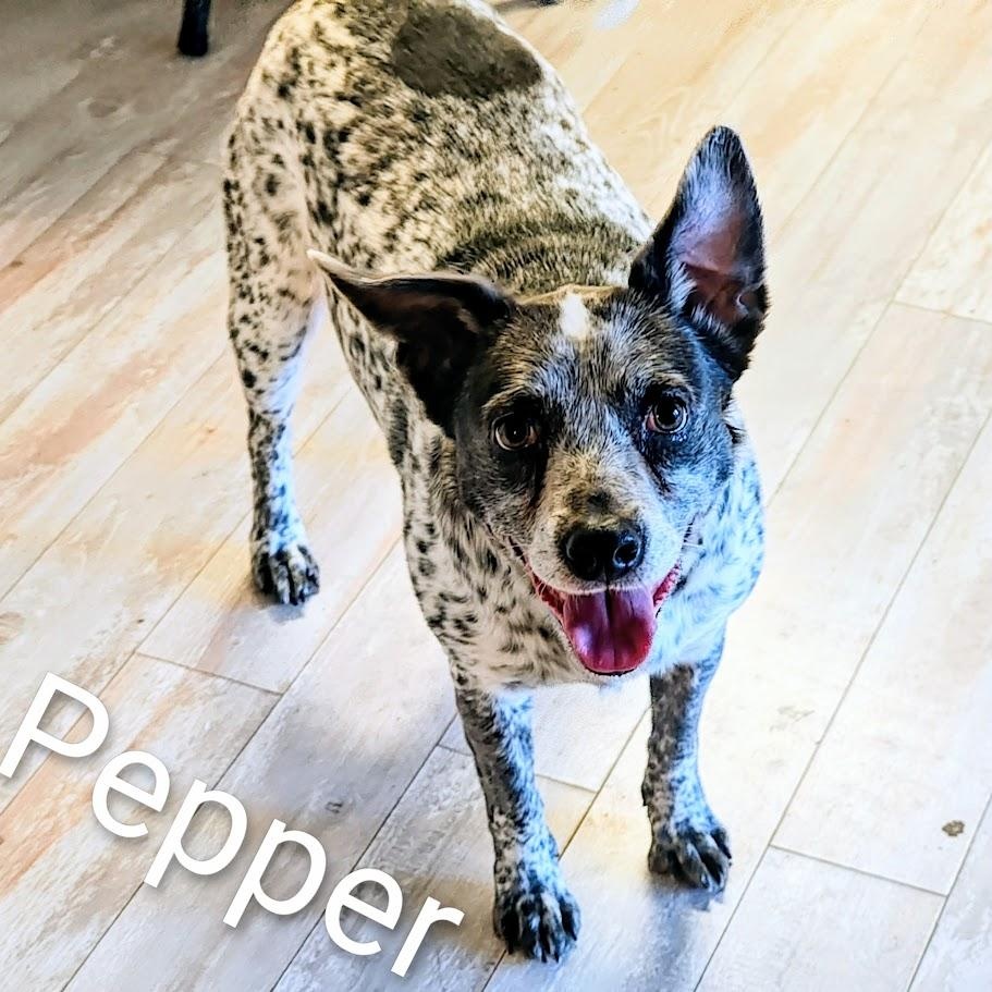 Enlarge Pepper, a Adoptable mixed breed in Medfield, MA image 2/6