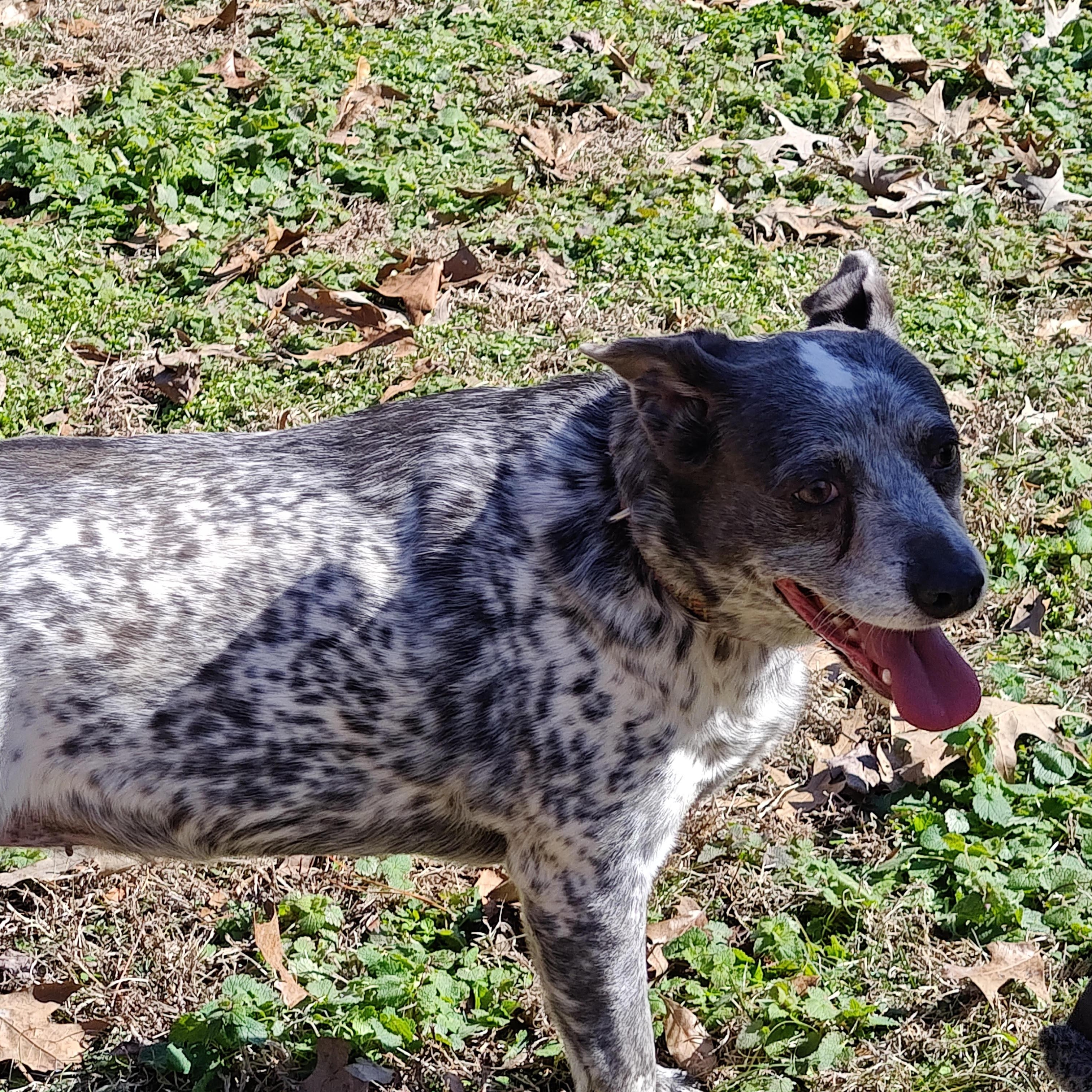 Enlarge Pepper, a Adoptable mixed breed in Medfield, MA image 6/6