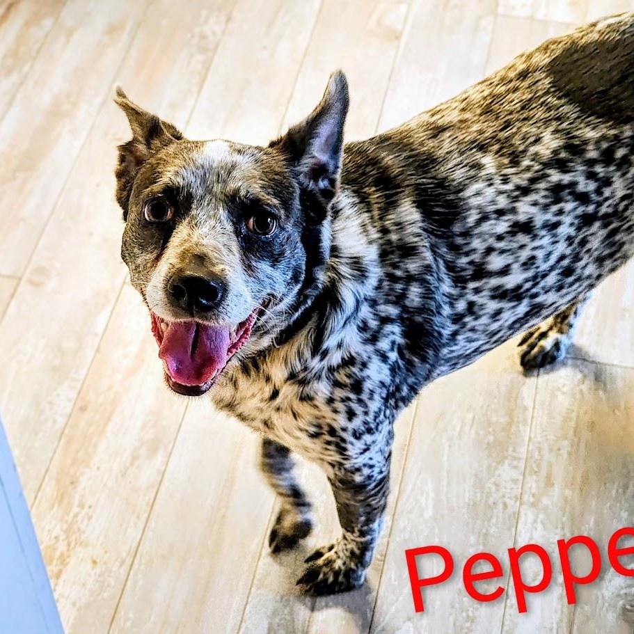 Enlarge Pepper, a Adoptable mixed breed in Medfield, MA image 1/6