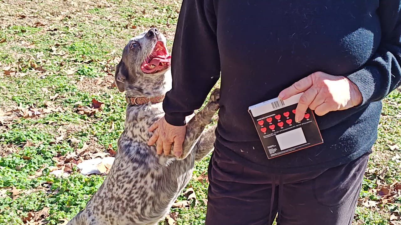 Enlarge Pepper, a Adoptable mixed breed in Medfield, MA video 3/6