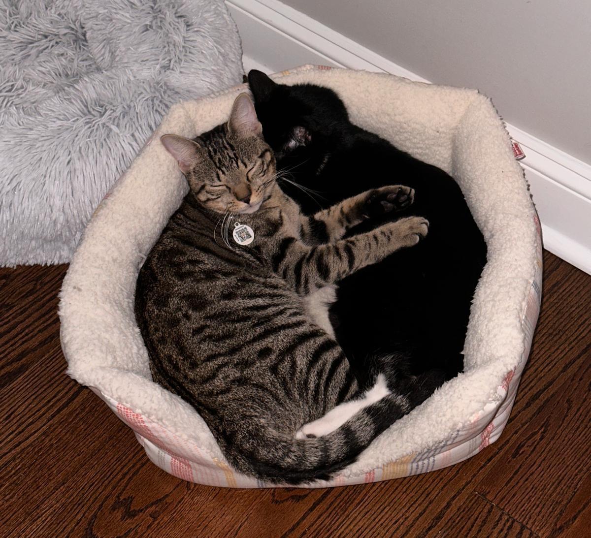 Archie & Oliver