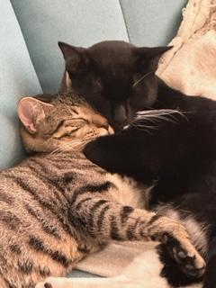 Archie & Oliver 6