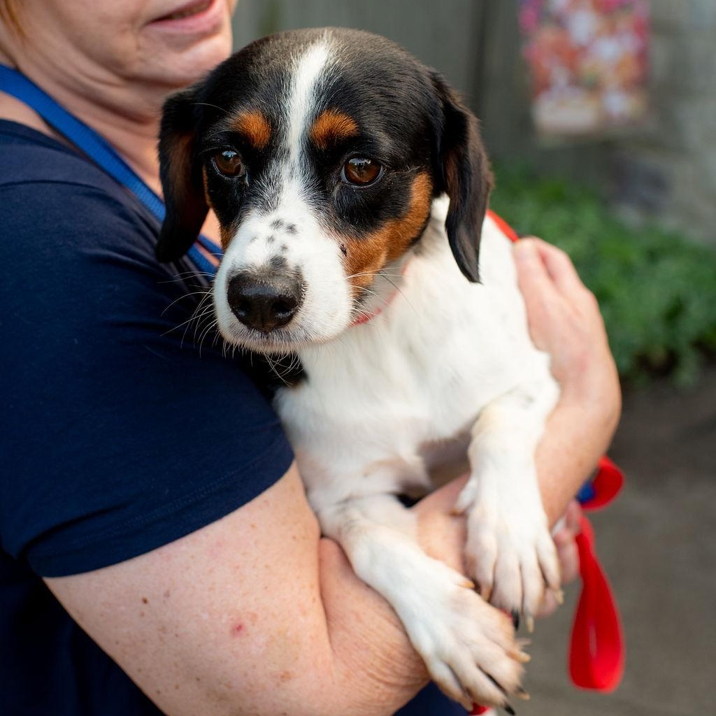 Enlarge Cole, a Adopted mixed breed in Chester Springs, PA image 3/5
