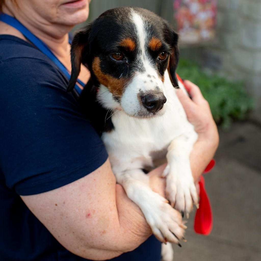 Enlarge Cole, a Adopted mixed breed in Chester Springs, PA image 4/5