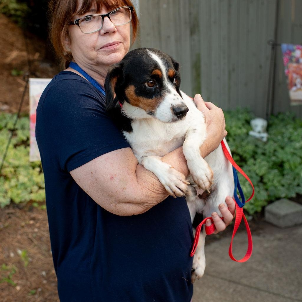 Enlarge Cole, a Adopted mixed breed in Chester Springs, PA image 2/5