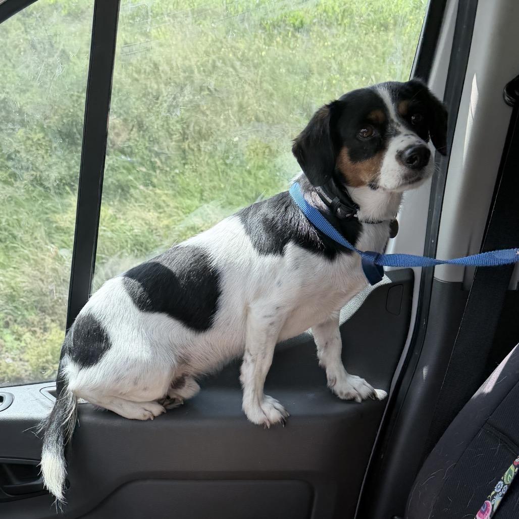 Enlarge Cole, a Adopted mixed breed in Chester Springs, PA image 1/5
