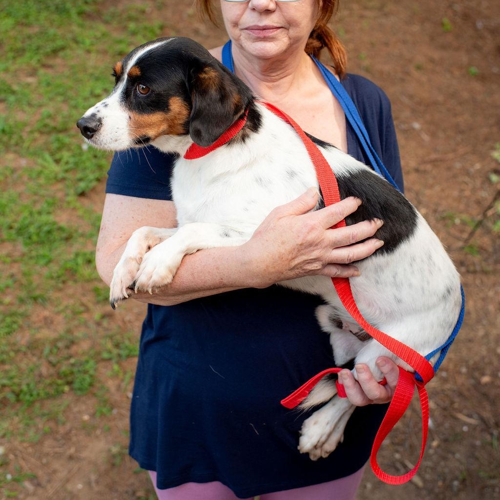 Enlarge Cole, a Adopted mixed breed in Chester Springs, PA image 5/5