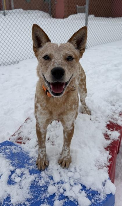 Orange Creamsicle, Adoptable, Young Male Cattle Dog & Mixed Breed.