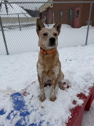 Enlarge Orange Creamsicle, a Adoptable mixed breed in Westland, MI image 2/3
