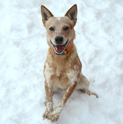 Enlarge Orange Creamsicle, a Adoptable mixed breed in Westland, MI image 3/3
