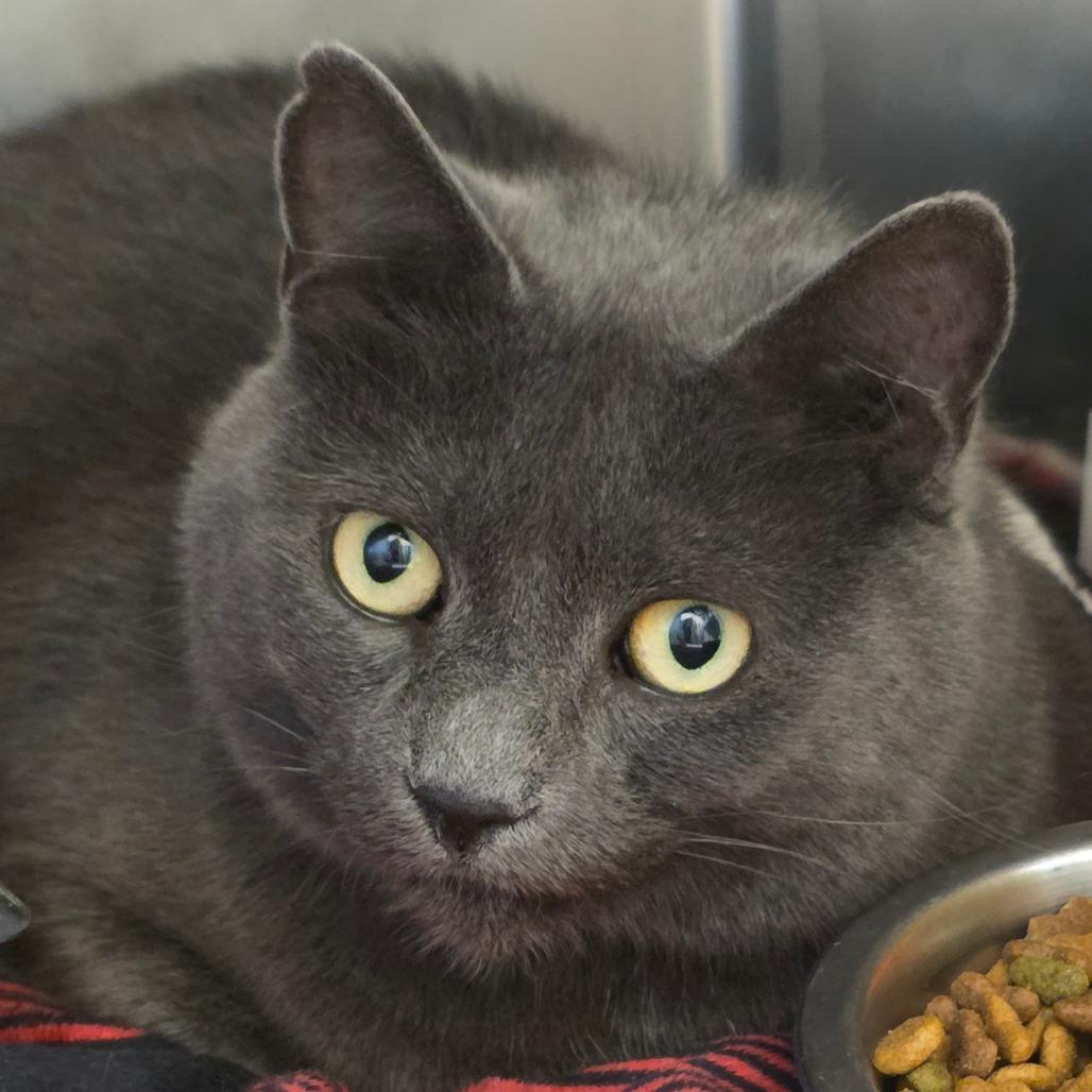 Enlarge Erza, a Adoptable Domestic Short Hair in Gloucester, VA image 1/1