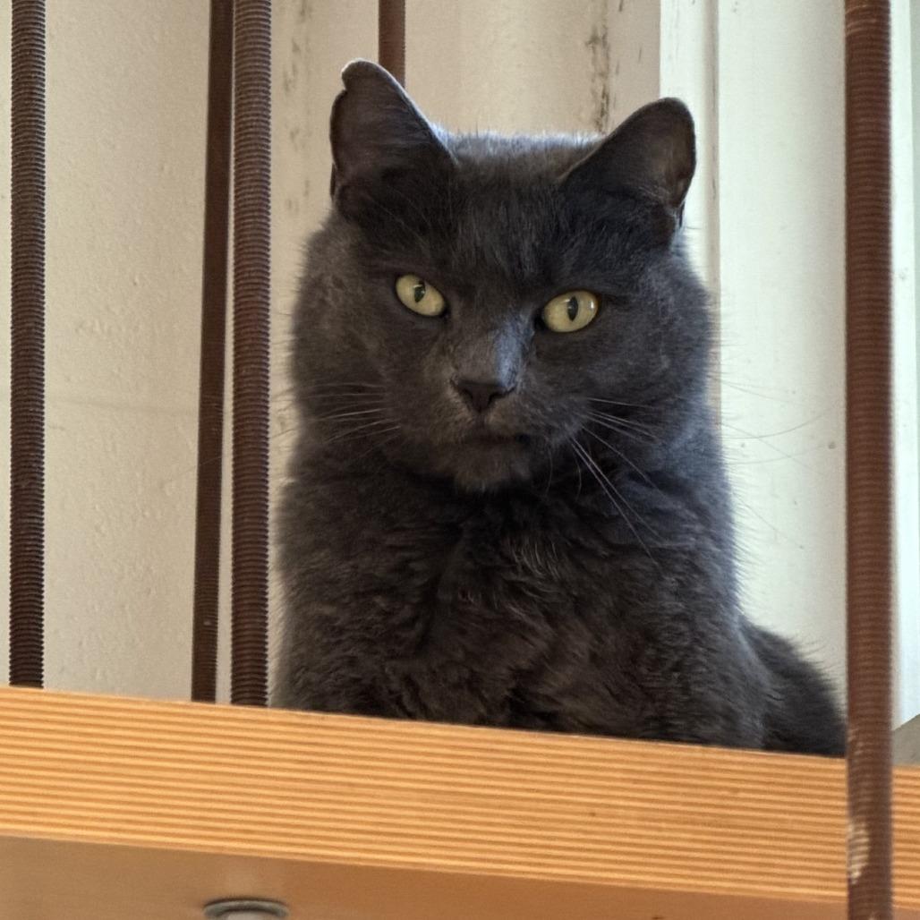 Enlarge Erza, a Adoptable Domestic Short Hair in Gloucester, VA image 2/3