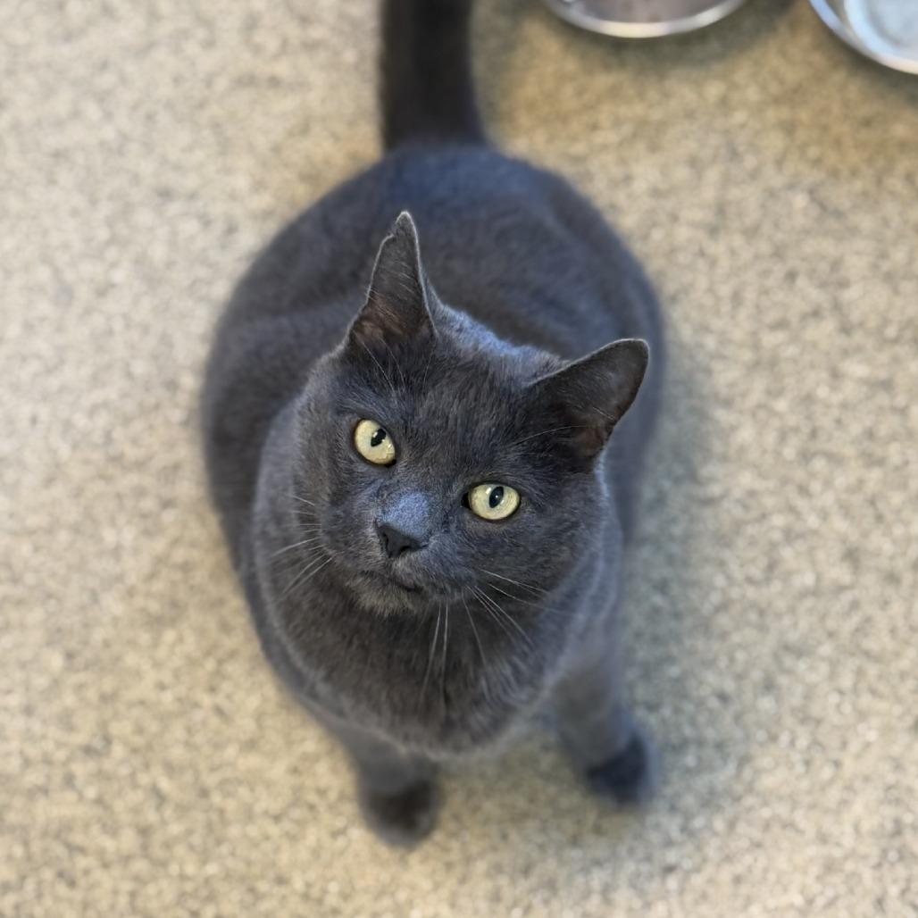 Enlarge Erza, a Adoptable Domestic Short Hair in Gloucester, VA image 3/3