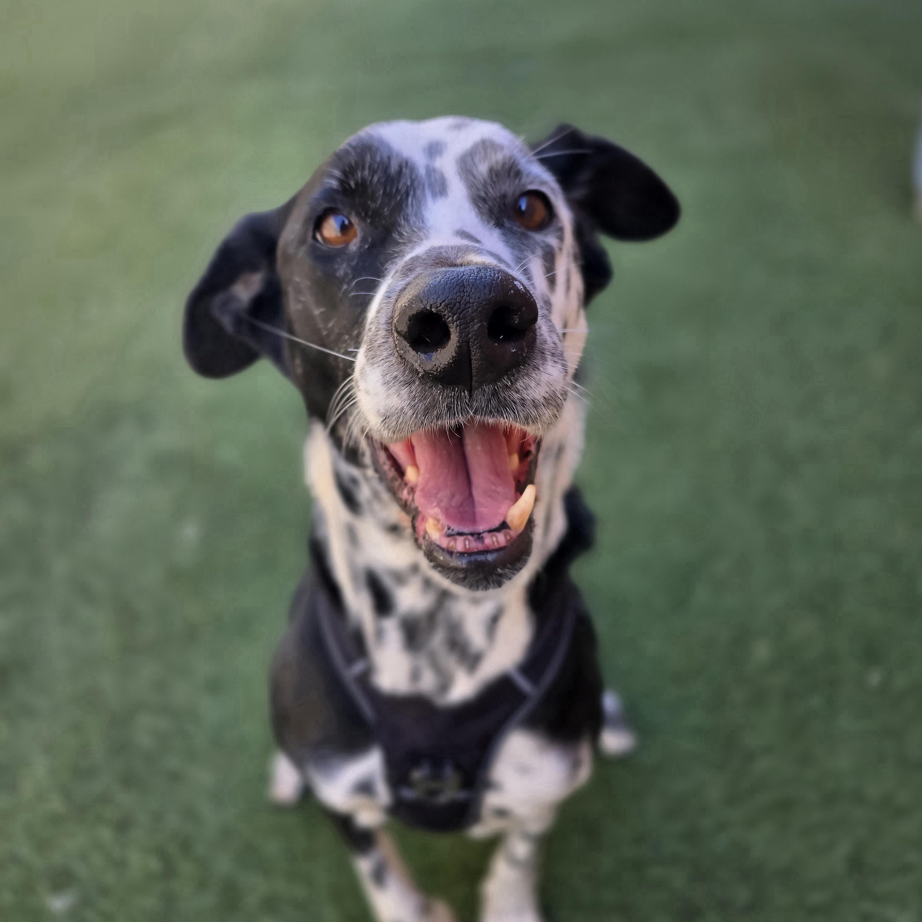 Missis, a ADOPTABLE mixed breed in Itasca, IL image 4/6