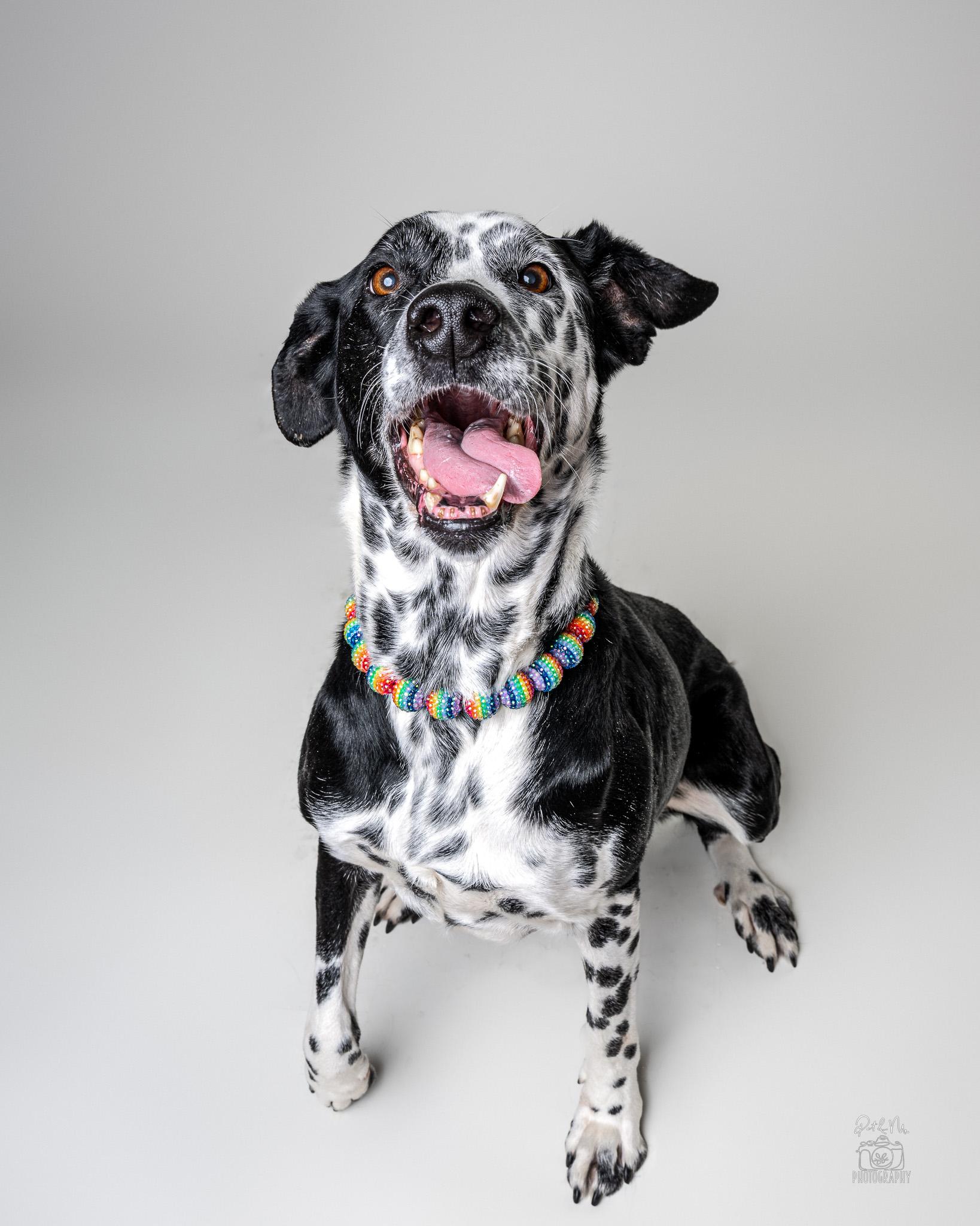 Missis, a ADOPTABLE mixed breed in Itasca, IL image 6/6