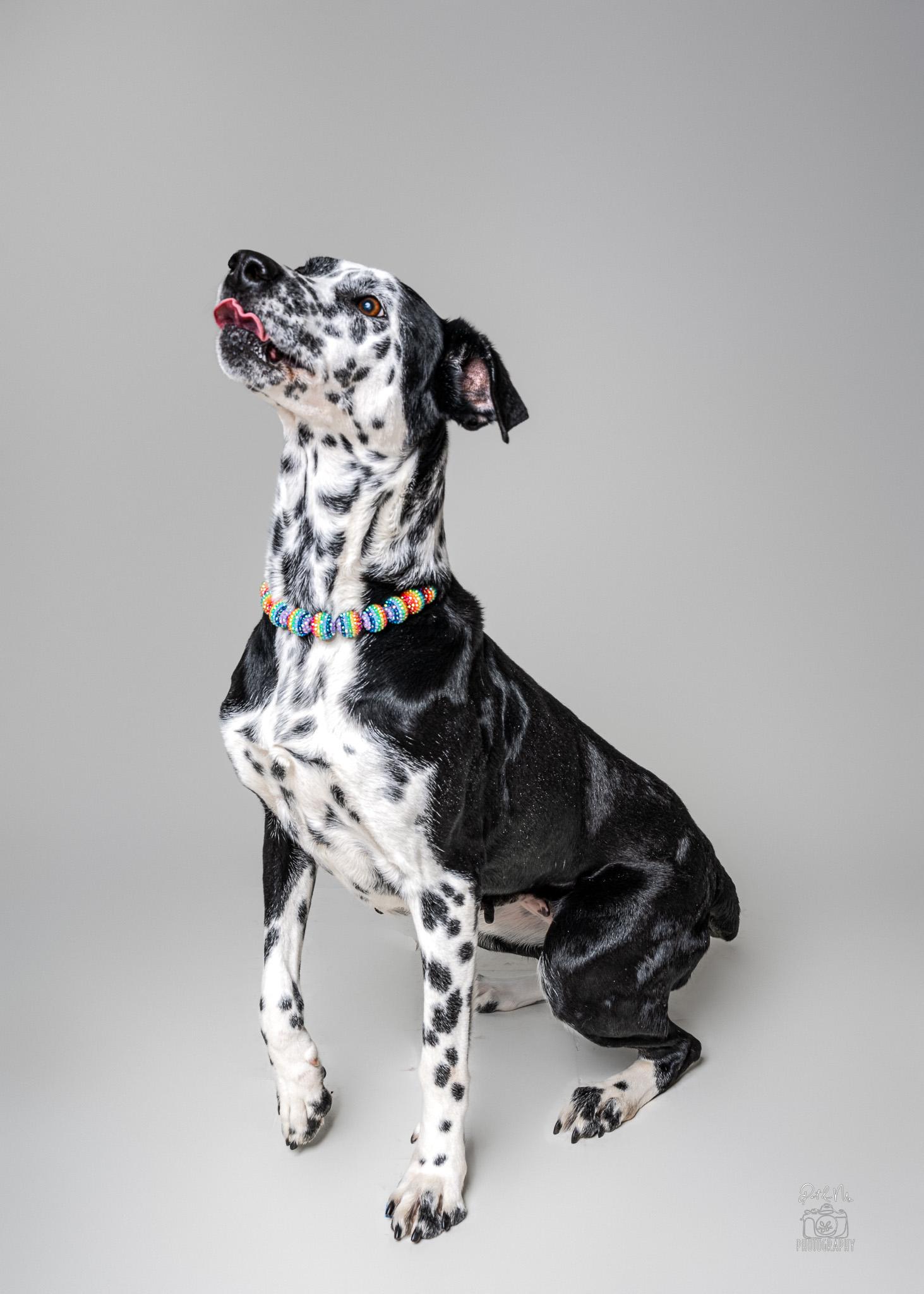 Missis, a ADOPTABLE mixed breed in Itasca, IL image 5/6