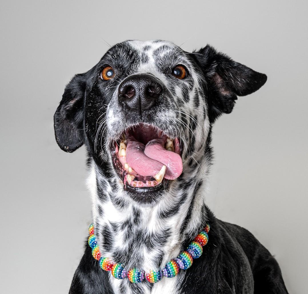 Missis, ADOPTABLE, Adult Female Dalmatian.