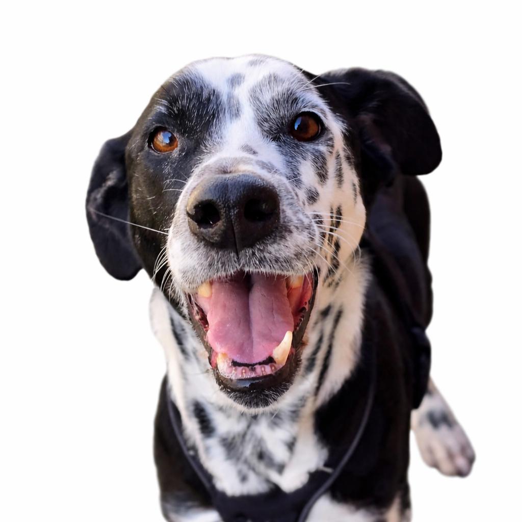 Missis, a ADOPTABLE mixed breed in Itasca, IL image 2/6