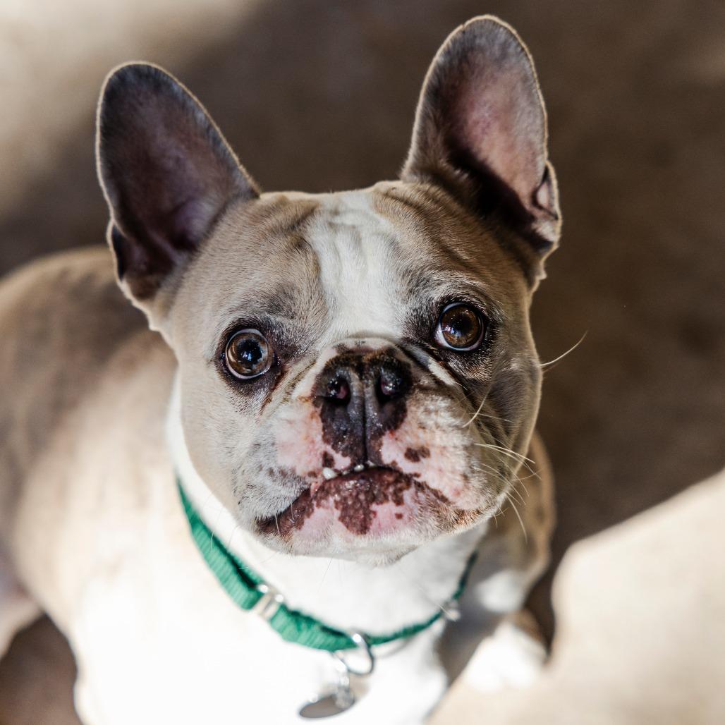 Farley, Adoptable, Adult Male French Bulldog & Boston Terrier.