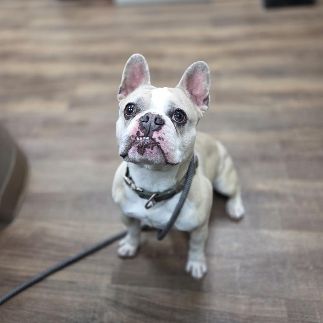 Enlarge Farley, a Adoptable mixed breed in Incline Village, NV image 2/3