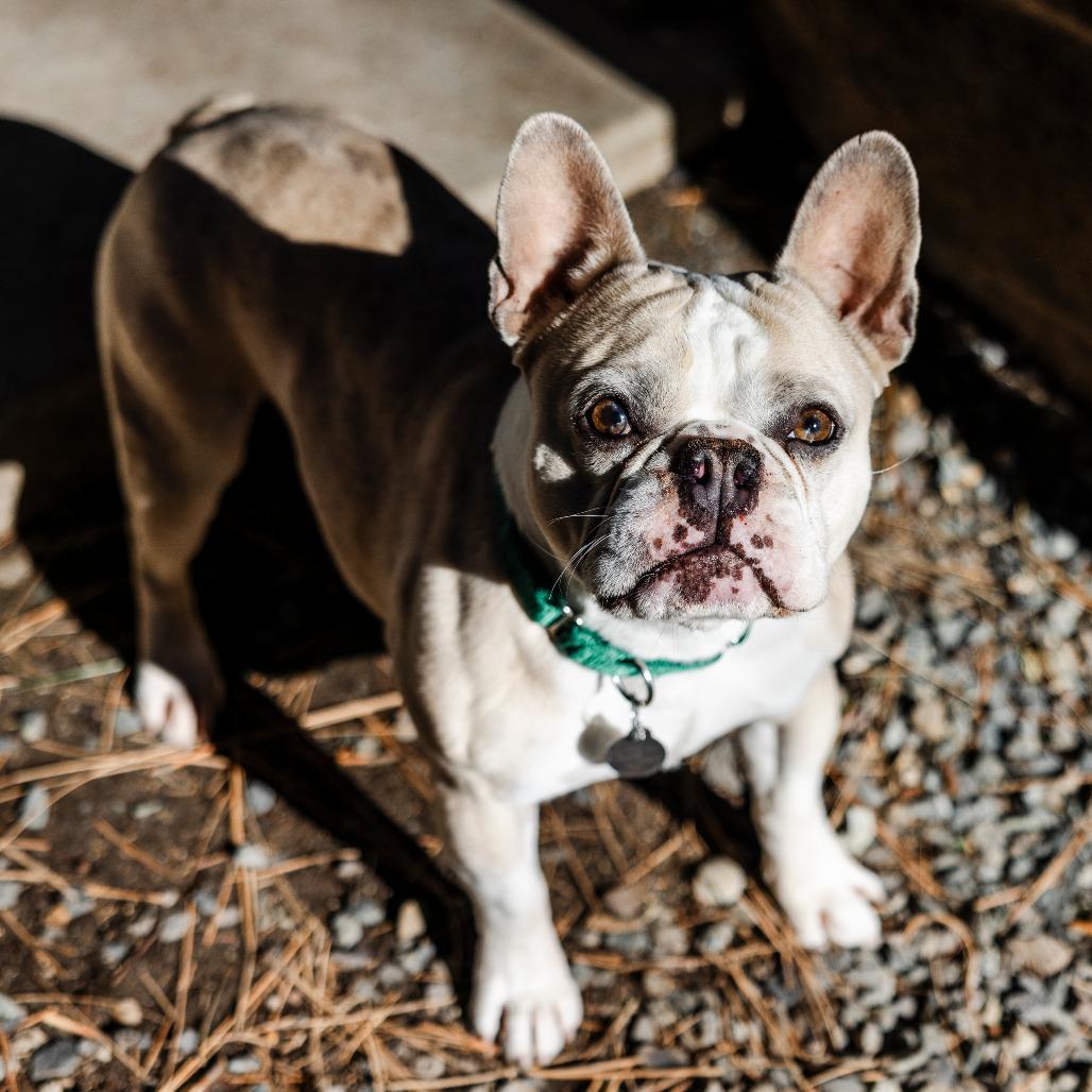 Enlarge Farley, a Adoptable mixed breed in Incline Village, NV image 3/3
