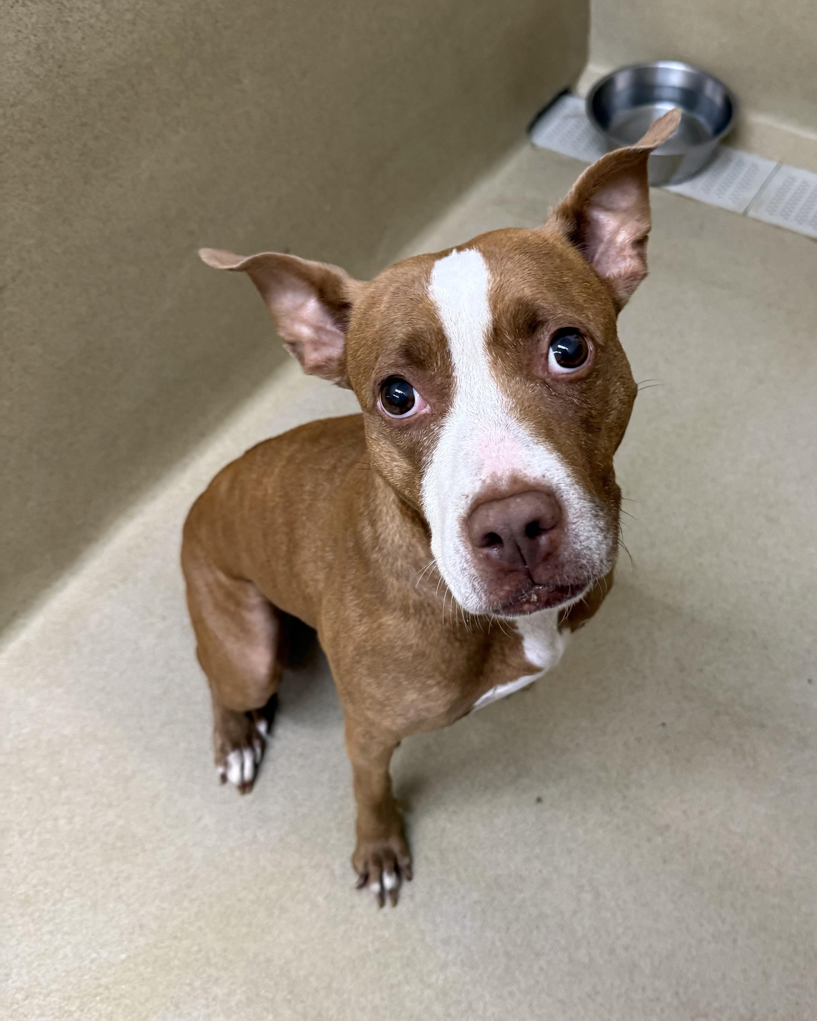 Enlarge Cali, a ADOPTABLE mixed breed in Monroe, GA image 1/2