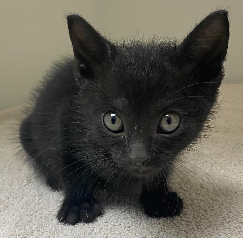 Rudolph, Adoptable, Young Male Domestic Short Hair.