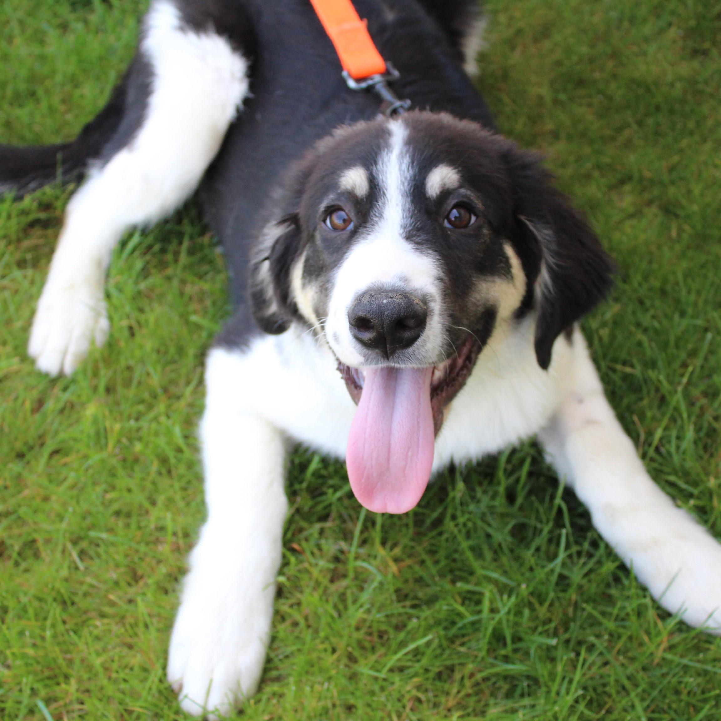 Enlarge Kandor, an adopted mixed breed in Eaton, OH image 5/6