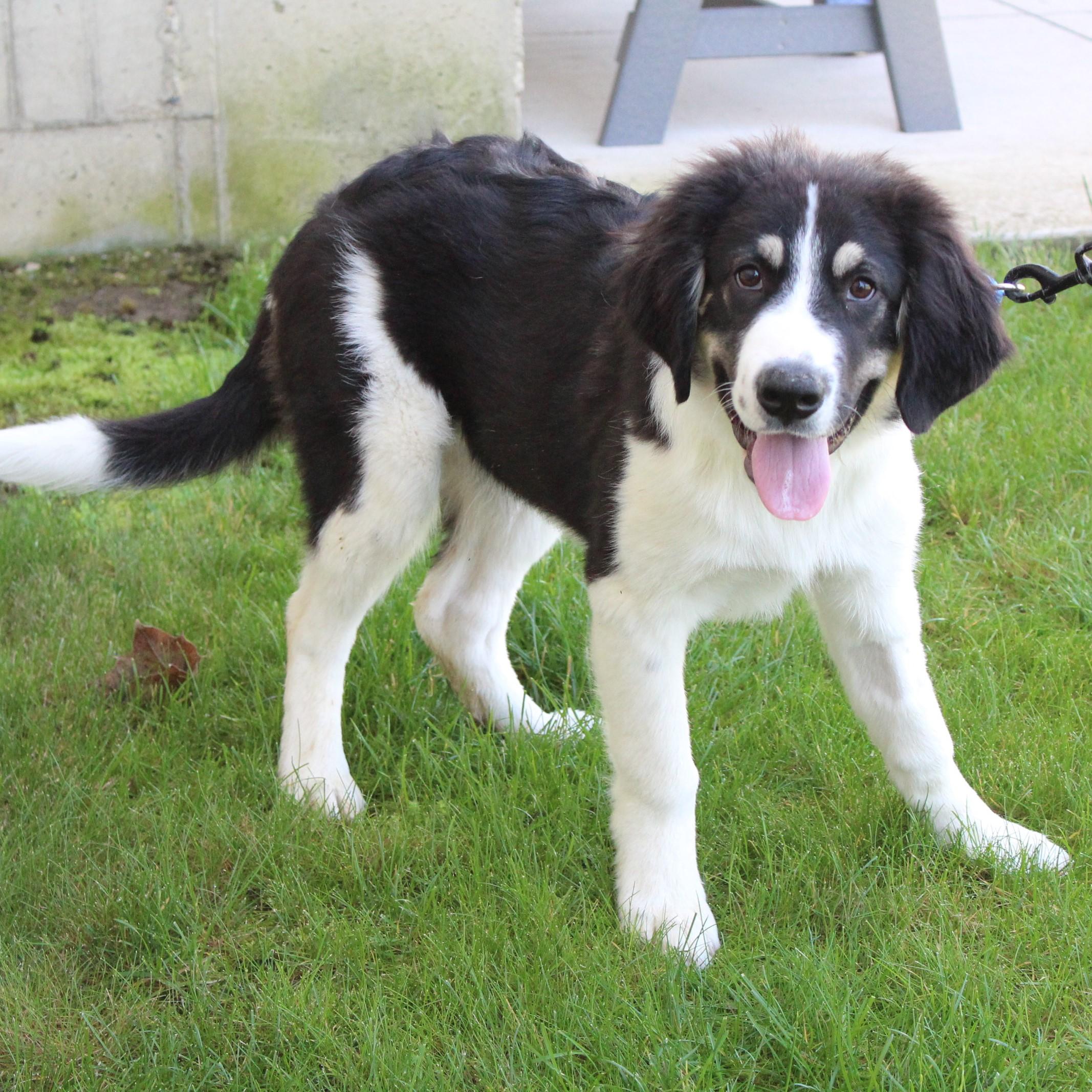 Enlarge Kandor, an adopted mixed breed in Eaton, OH image 4/6