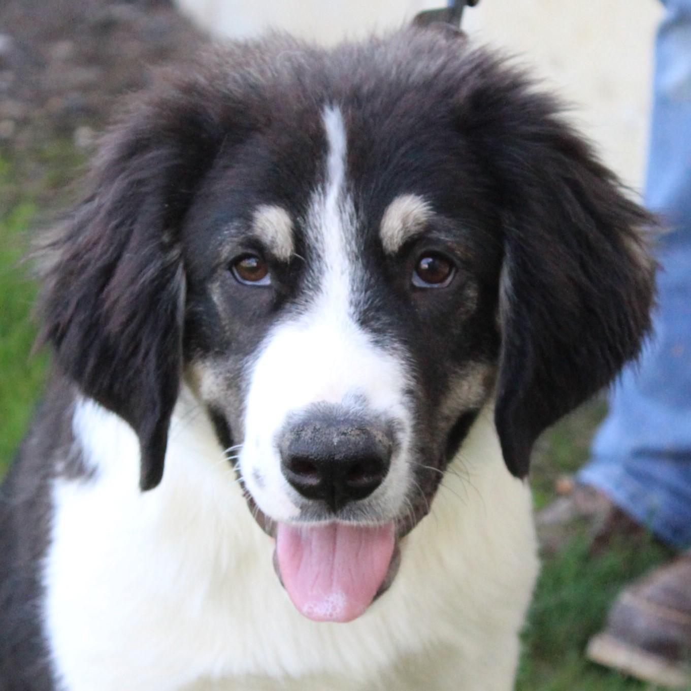 Enlarge Kandor, an adopted mixed breed in Eaton, OH image 1/6