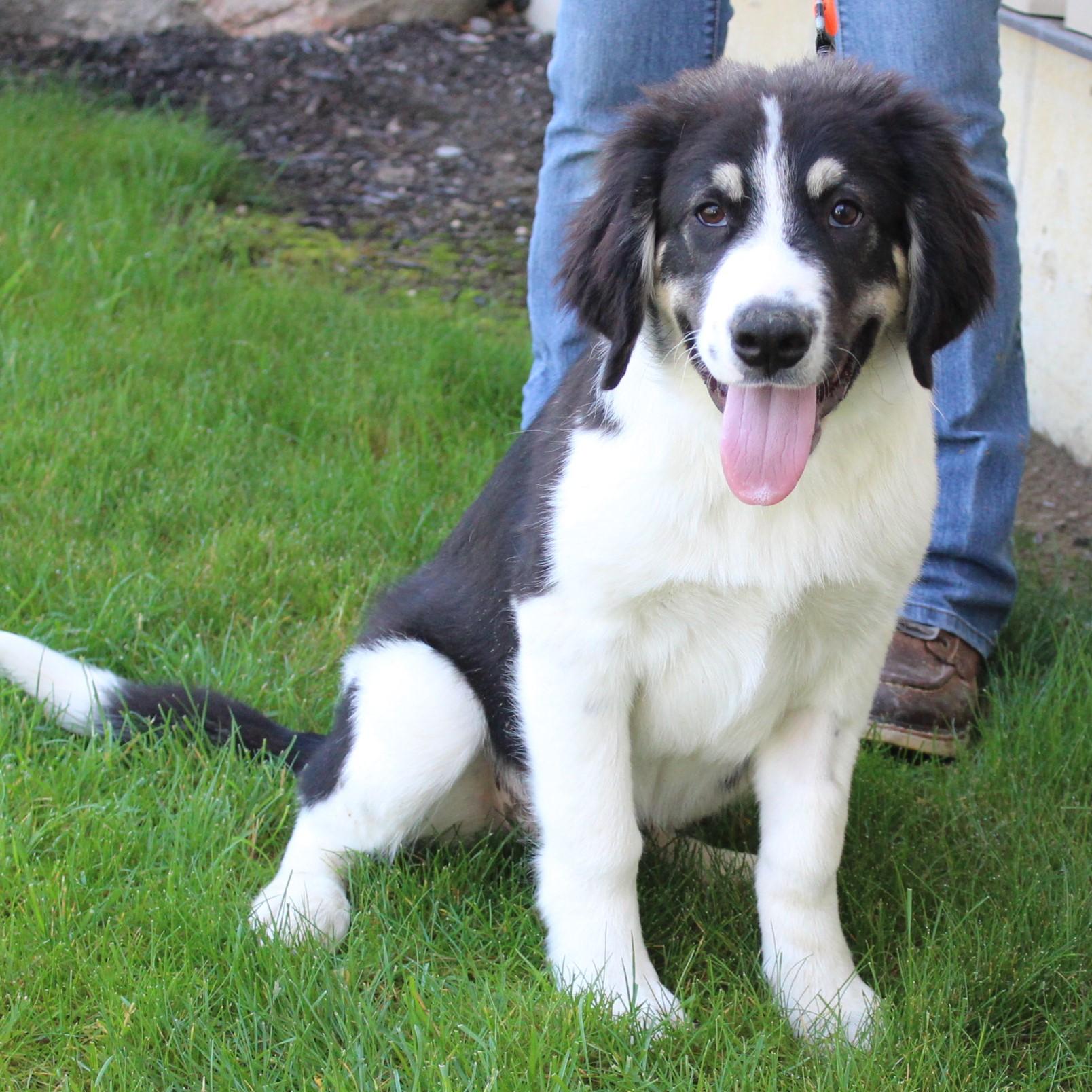 Enlarge Kandor, an adopted mixed breed in Eaton, OH image 6/6