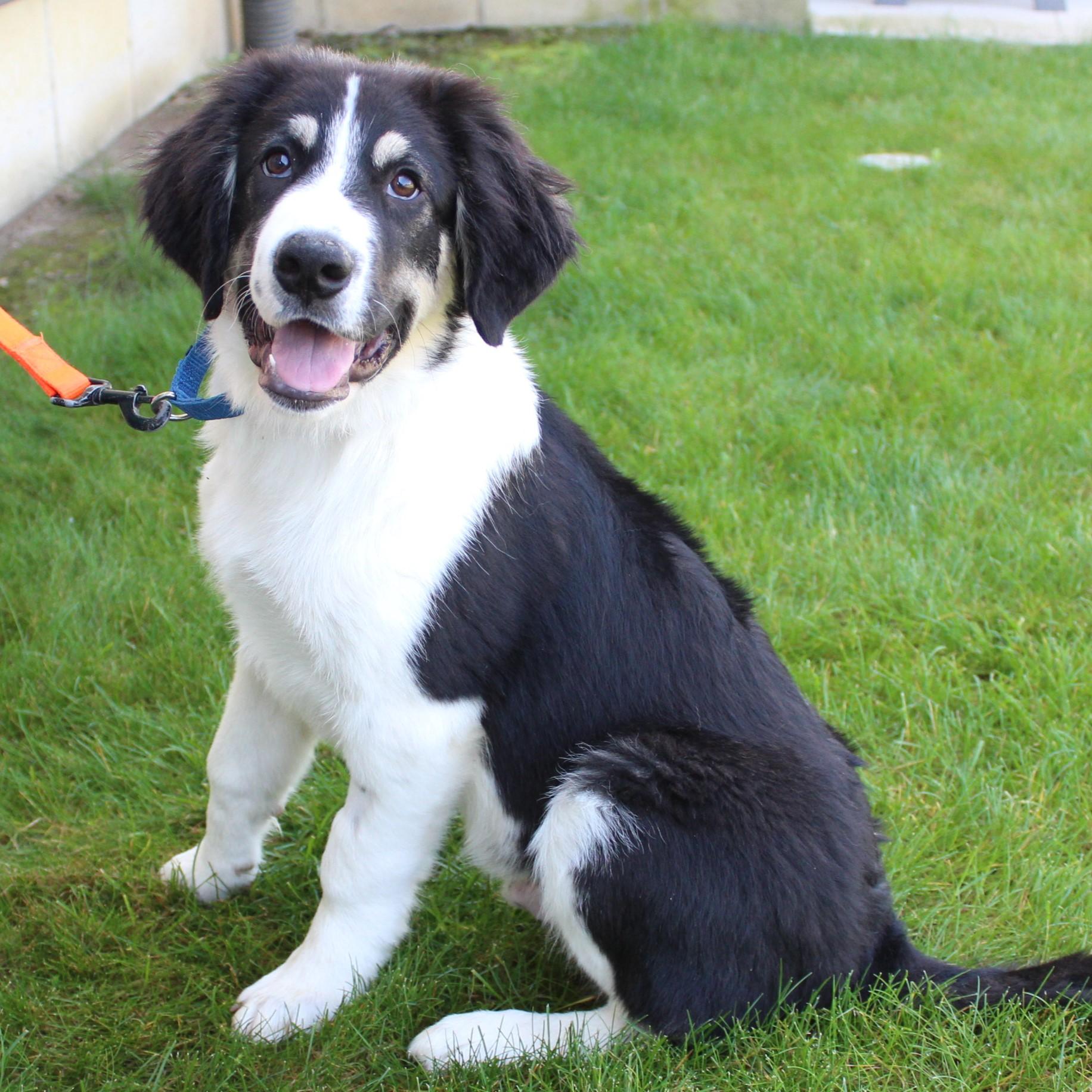 Enlarge Kandor, an adopted mixed breed in Eaton, OH image 2/6