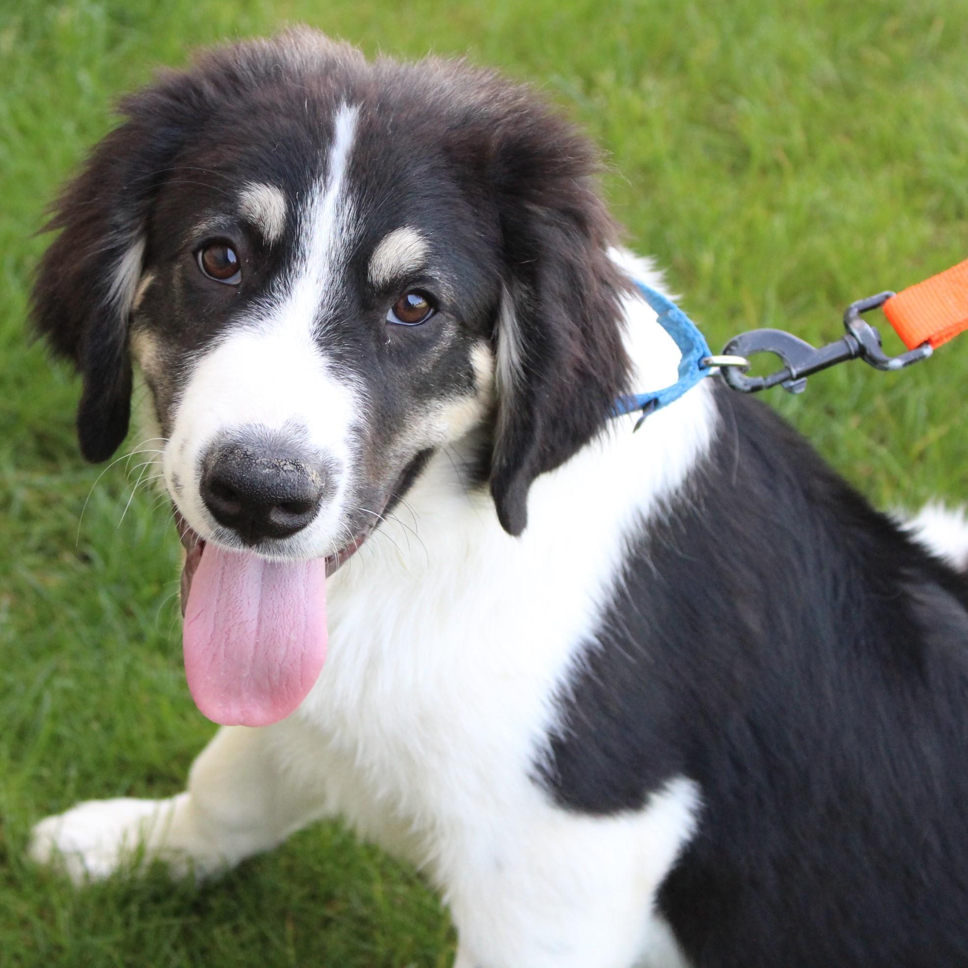 Enlarge Kandor, an adopted mixed breed in Eaton, OH image 3/6