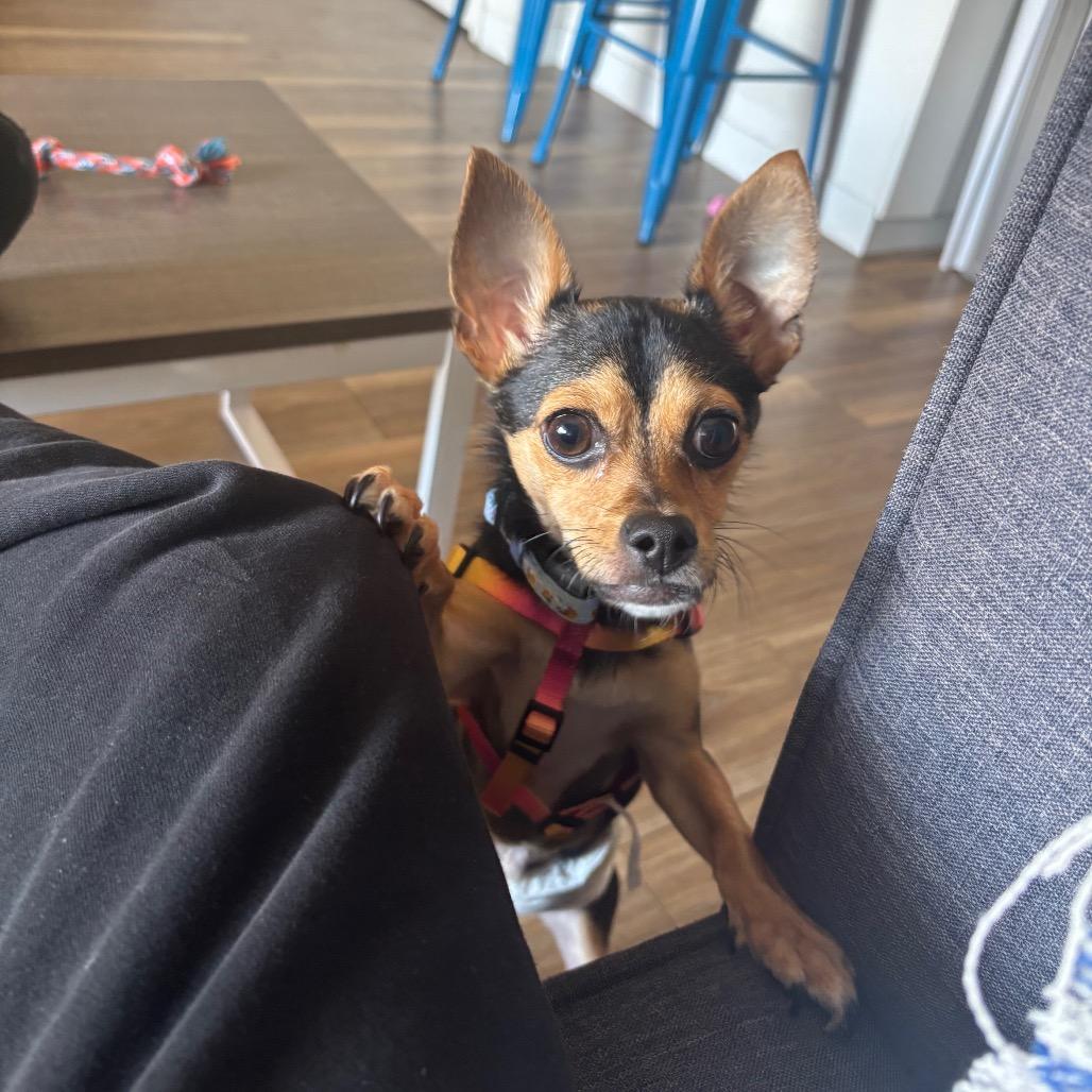 Enlarge Rex C-34431, a Adoptable Chihuahua in Oklahoma City, OK image 1/6