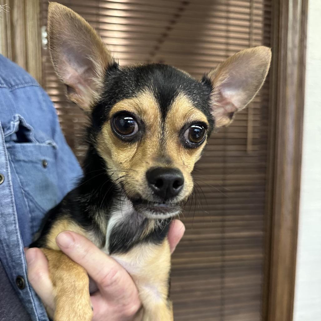 Enlarge Rex C-34431, a Adoptable Chihuahua in Oklahoma City, OK image 2/6