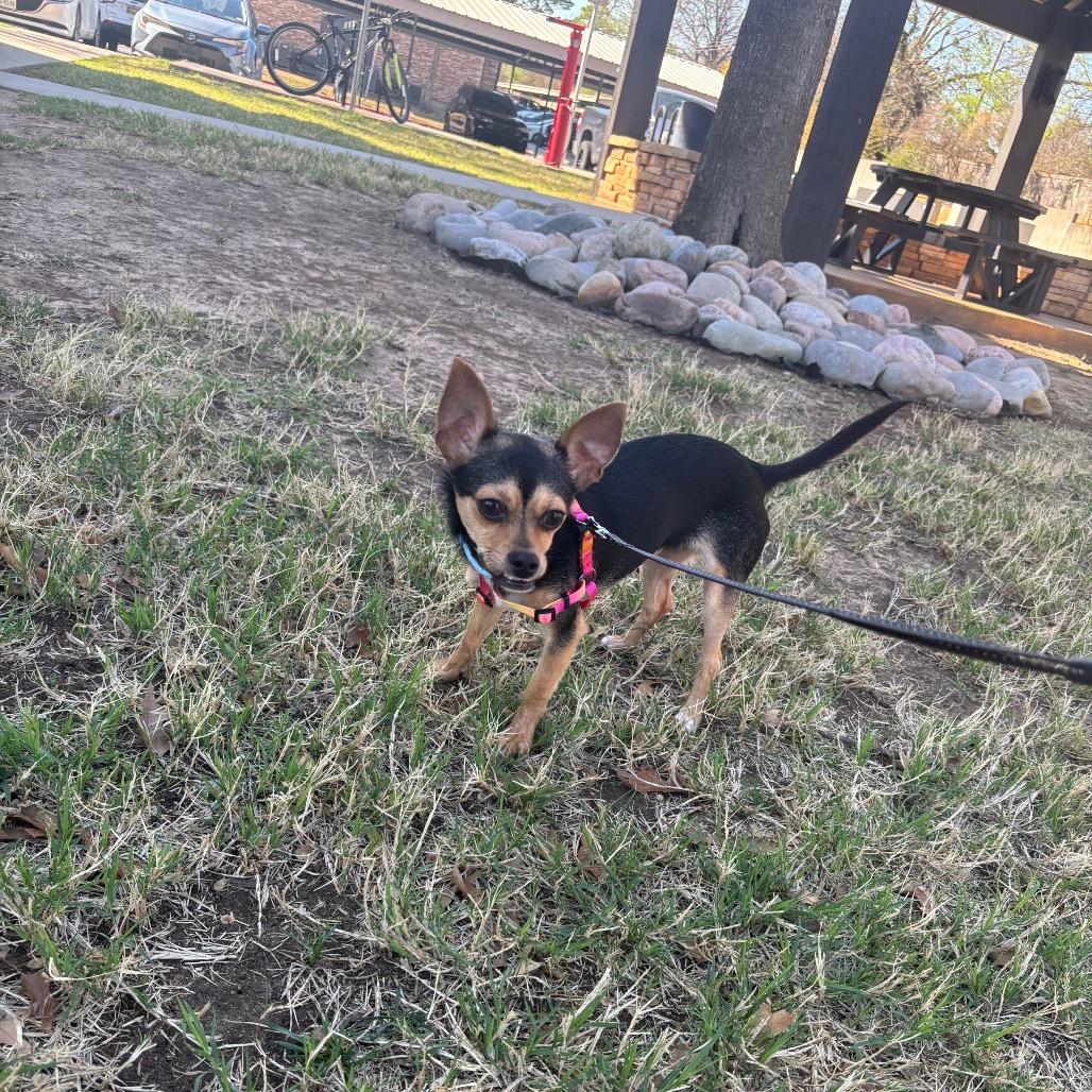 Enlarge Rex C-34431, a Adoptable Chihuahua in Oklahoma City, OK image 3/6
